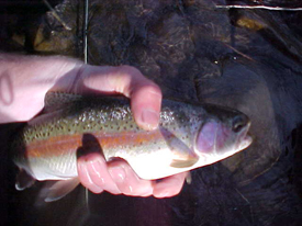 Native Trout Fly Fishing: Columbia Basin Redband Trout