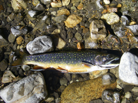 Native Trout Fly Fishing: Brook Trout