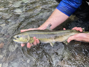 Native Trout Fly Fishing