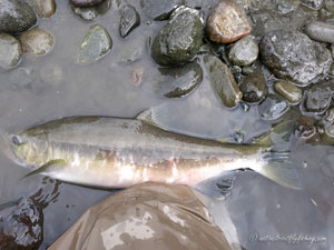 Native Trout Fly Fishing