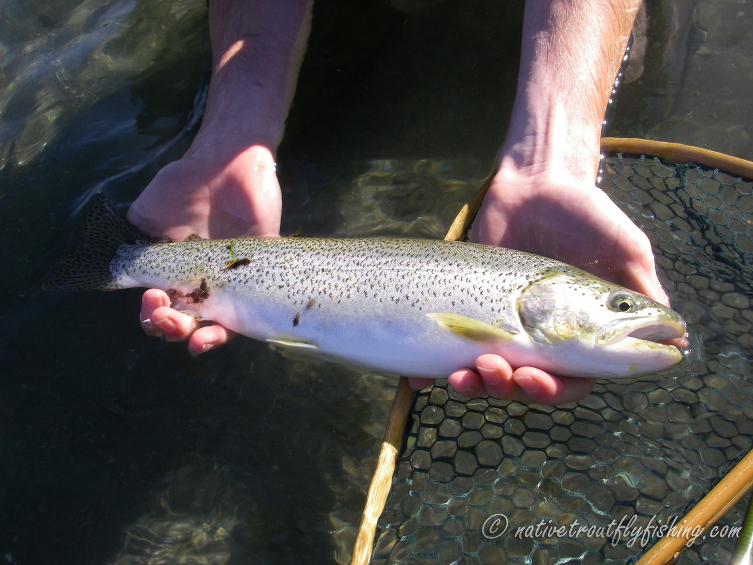 Coastal Cutthroat Trout Fly Fishing in British Columbia