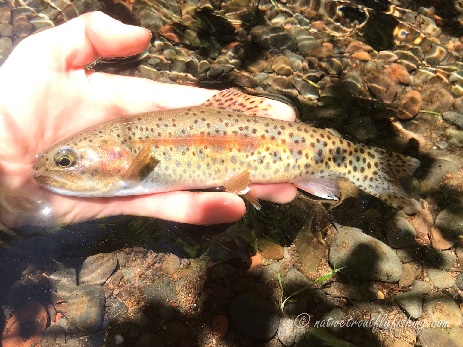 Native Trout Fly Fishing: Upper Klamath Lakes Redband Trout