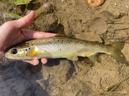 Native Trout Fly Fishing