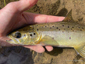 Native Trout Fly Fishing