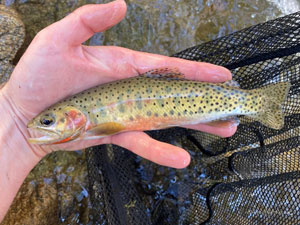 Native Trout Fly Fishing