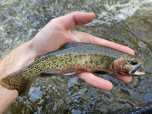 Native Trout Fly Fishing