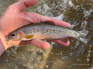 Native Trout Fly Fishing