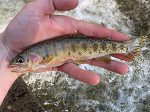 Native Trout Fly Fishing