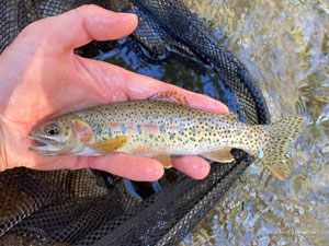 Native Trout Fly Fishing