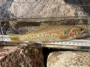 Native Trout Fly Fishing