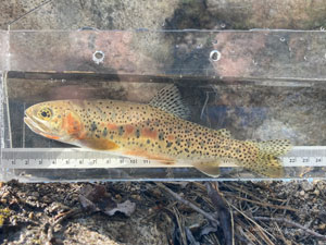 Native Trout Fly Fishing