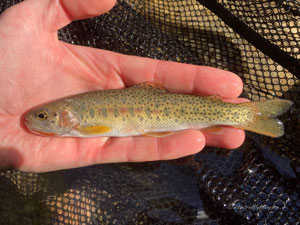 Native Trout Fly Fishing