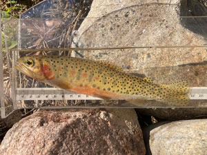 Native Trout Fly Fishing