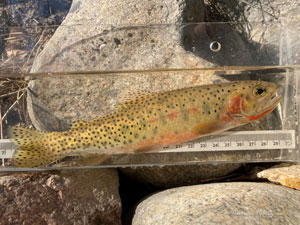 Native Trout Fly Fishing