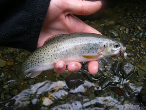 Native Trout Fly Fishing