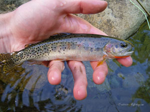 Native Trout Fly Fishing