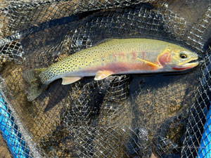 Native Trout Fly Fishing