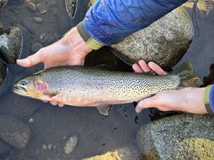 Native Trout Fly Fishing