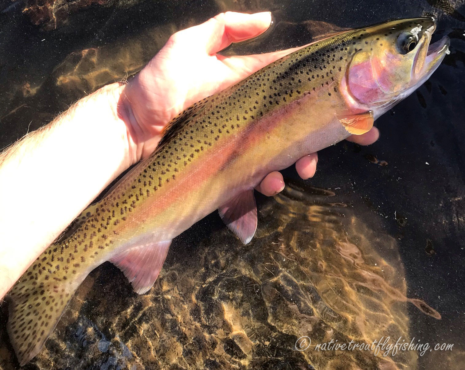 All You Wanted To Know: Redband Trout - Trout Unlimited