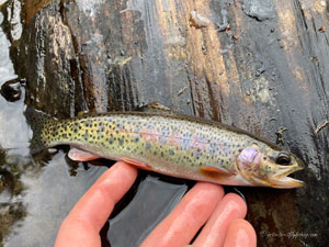 Native Trout Fly Fishing