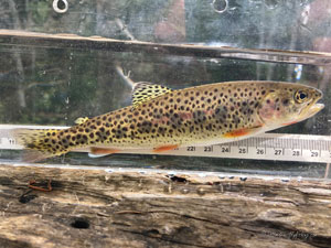 Native Trout Fly Fishing