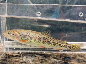 Native Trout Fly Fishing