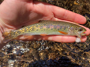 Native Trout Fly Fishing