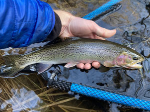 Native Trout Fly Fishing