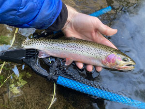 Native Trout Fly Fishing