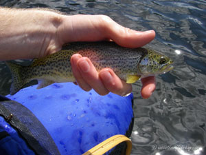 Native Trout Fly Fishing