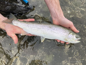 Native Trout Fly Fishing