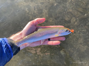 Native Trout Fly Fishing