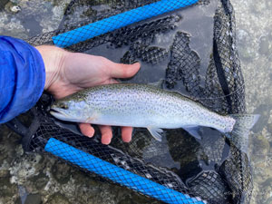 Native Trout Fly Fishing