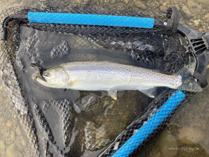 Native Trout Fly Fishing