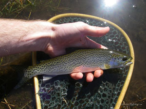 Native Trout Fly Fishing