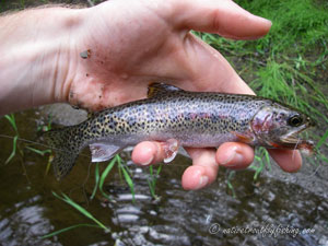 Native Trout Fly Fishing