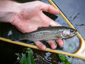 Native Trout Fly Fishing