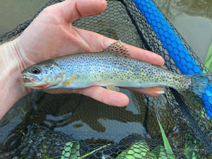 Native Trout Fly Fishing