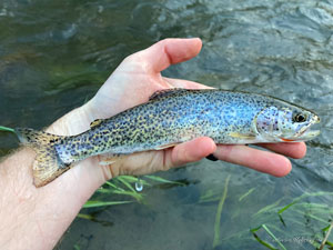 Native Trout Fly Fishing