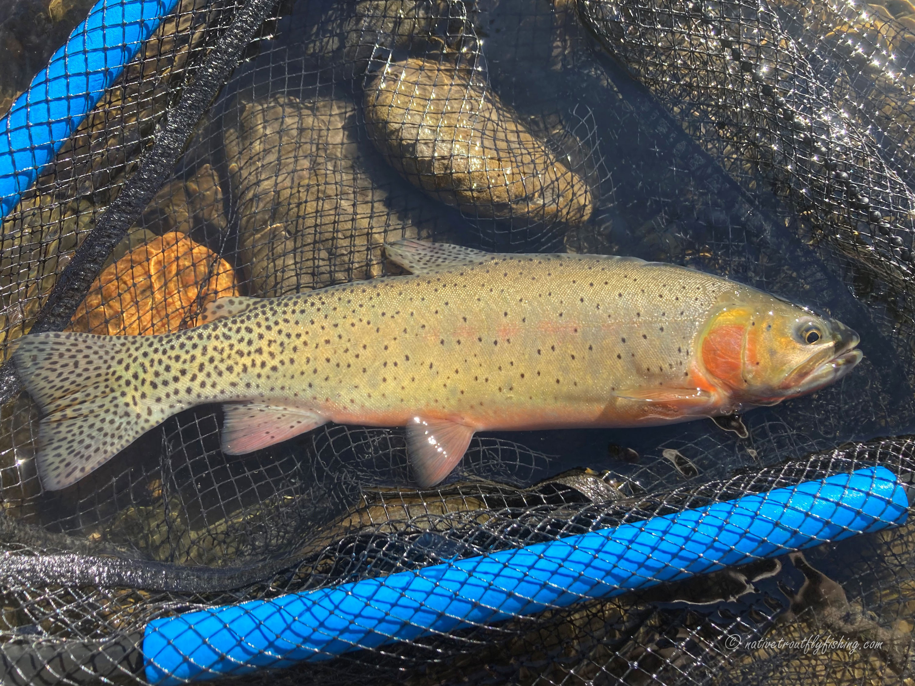 Native Trout Fly Fishing: Green River Cutthroat Trout